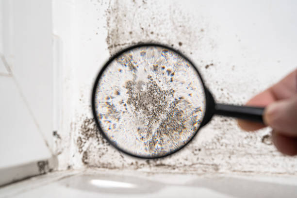 Best Forensic Mold Investigation  in Shorewood Forest, IN